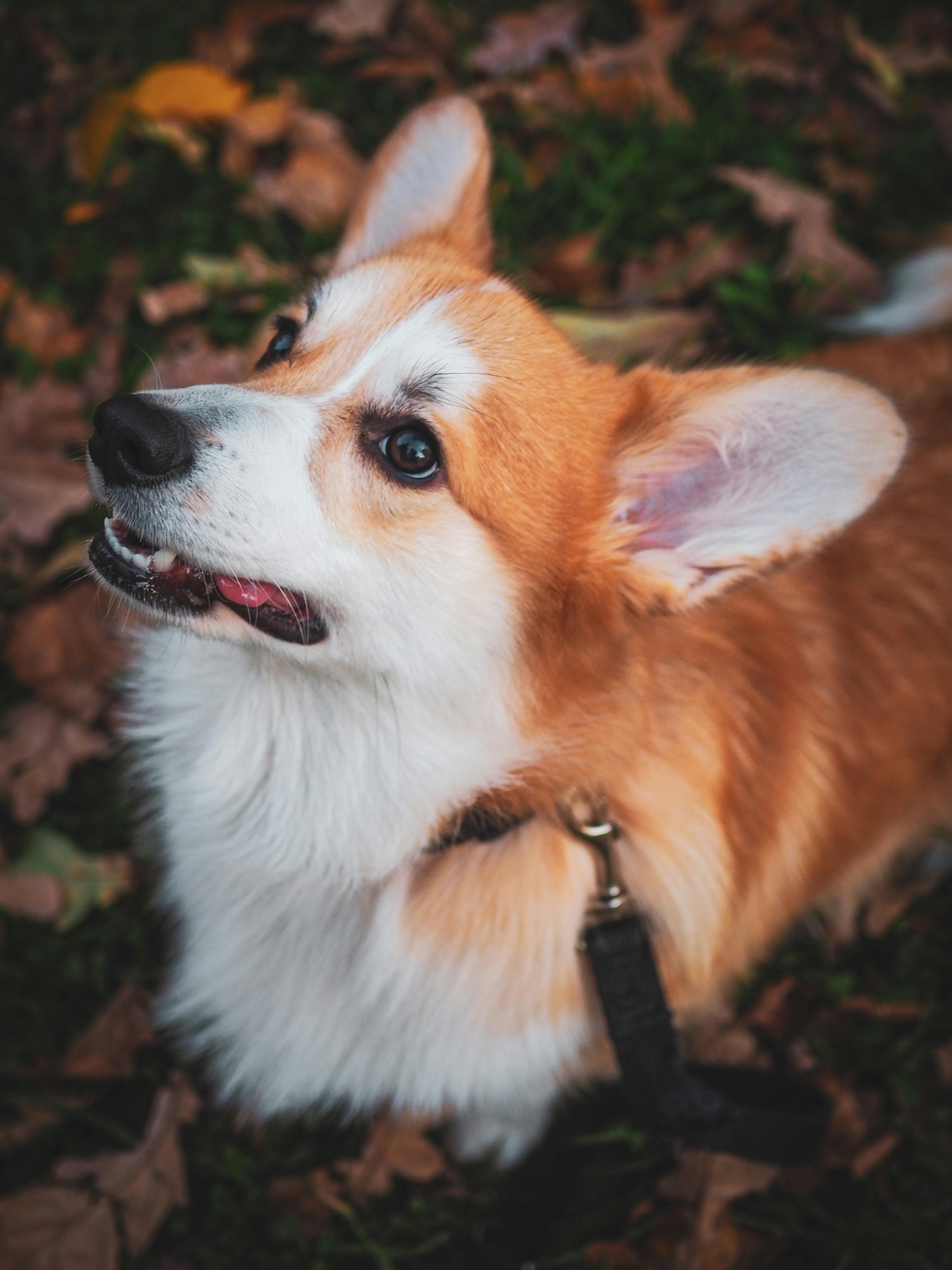 Calm dog